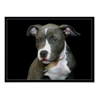 Pitbull puppy poster