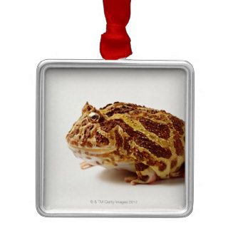 Profile of Argentine Horned Frog Ornaments