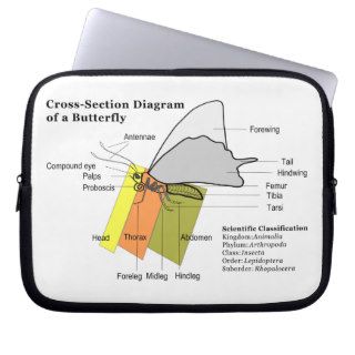 Diagram of a Common Butterfly Anatomy Lepidoptera Computer Sleeves