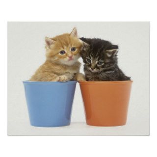 Orange and Tabby Kittens in Flower Pots Poster