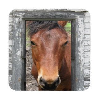 horse waiting for opportunity and success coasters