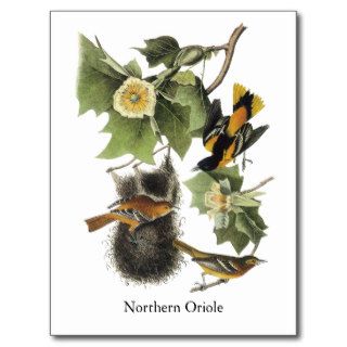 Northern Oriole, John Audubon Post Card