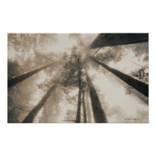 Redwood Forest, Northern California Poster