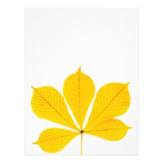 Yellow buckeye leaf on a white background full color flyer