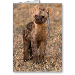 Baby Hyena Cards