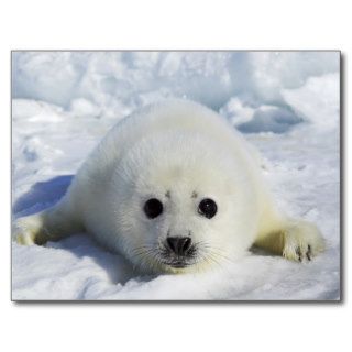 Harp Seal on the Ice in the Gulf of St Lawrence, M Postcards