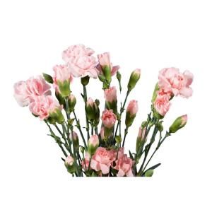 160 Stems Pink Mini Carnations mini carnations pink 160