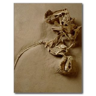 Fossil of Velociraptor Attack Post Card