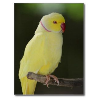 Ring necked Parrot   Postcard