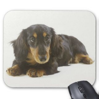Long Haired Dachshund Puppy Mouse Pads