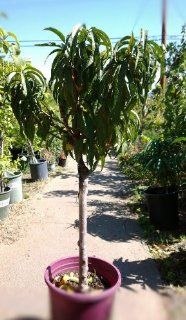 Bonanza Genetic Dwarf Peach Tree, Five Gallon Container  Patio, Lawn & Garden