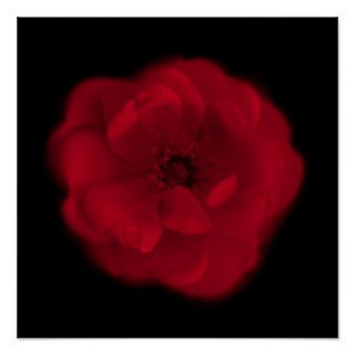 Red Rose. Black Background. Poster
