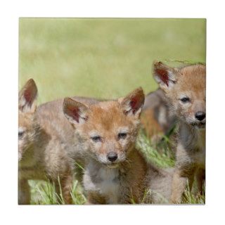 Baby Coyotes Photo Tile