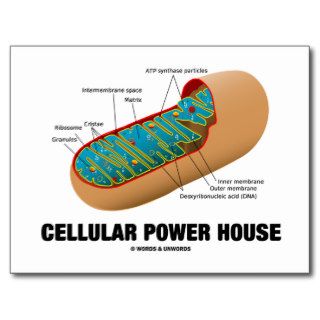 Cellular Power House (Mitochondrion) Post Card