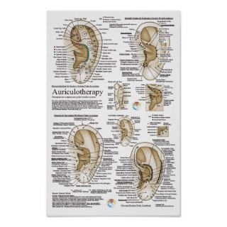 European Auriculotherapy Ear Acupuncture Chart Posters
