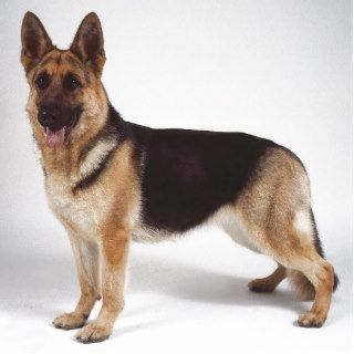 A Pet German Shepherd Dog Photo Sculpture magnet