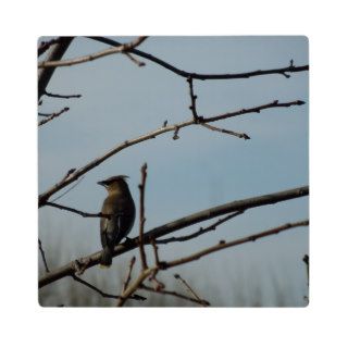 Small Bird on Tree Limb in Winter Display Plaques