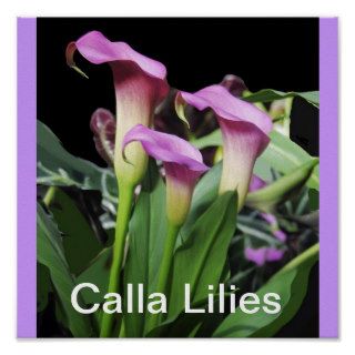 Violet Calla Lilies Print