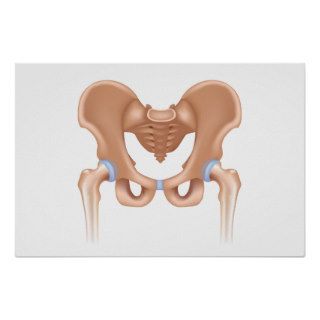 Human pelvis anatomy poster