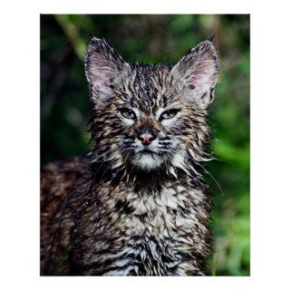 A Wet Little Bobcat Kitten Print