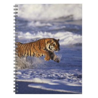 Bengal Tiger Running Along the Beach Spiral Note Book