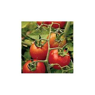 Organic Fox Cherry Tomato   50 Seeds 