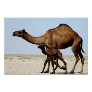 Camels al Saleh Posters