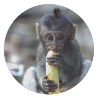Cute baby macaque monkey eating banana plates