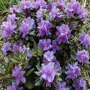 OnlinePlantCenter 1 gal. Ramapo Rhododendron Shrub R3817G1