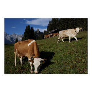 Pictures of Switzerland Cows near Murren Poster
