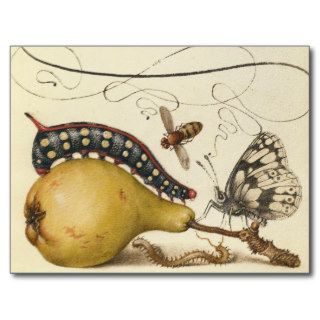 Vintage Fruit Insects Bee Butterfly Caterpillar Post Cards