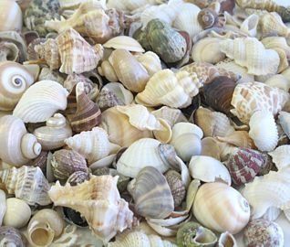 Indian Ocean Seashell Mix   1/2in.   1 1/2in. sized seashells   2 POUNDS  Home Decor Gift Packages  