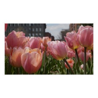 Tulip Bed Poster