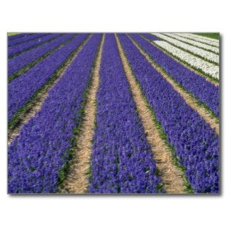Yellow Blue hyacinths near Lisse, Holland flowers Post Cards