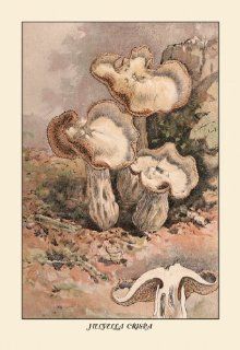 Buy Enlarge 0 587 12260 9P20x30 Helvella Crispa  Paper Size P20x30   Prints