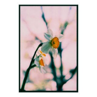 Narcissus Flowers   gentle white and yellow photog Posters