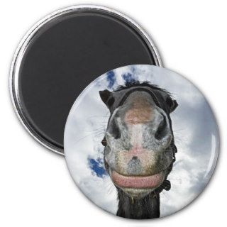 Horse Nose Knows Funny Smiling Horse Refrigerator Magnets
