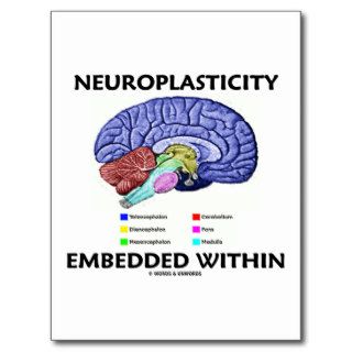 Neuroplasticity Embedded Within (Brain Anatomy) Post Cards