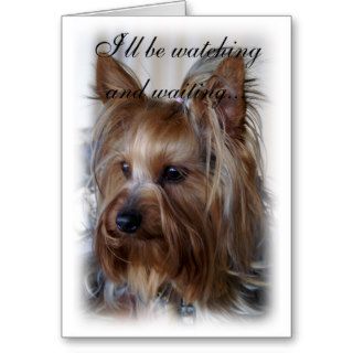 Pet Memorial Sympathy Cards