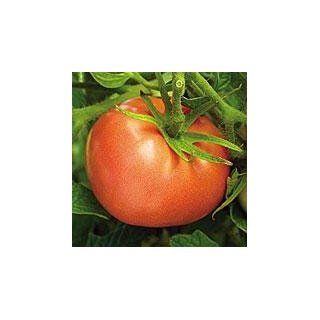 Seeds of Change S10769 Certified Organic Peron Sprayless Slicer Tomato  Vegetable Plants  Patio, Lawn & Garden