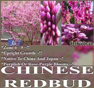Chinese Redbud Tree Seeds   Cercis chinensis   PURPLISH ROSE PURPLE FLOWERS   Native To China And Japan (1000 Seeds   1000 Seeds)  Flowering Plants  Patio, Lawn & Garden