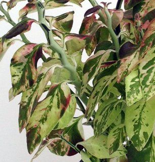 'Lemon Meringue' Devil's Backbone Plant   Pedilanthus   Red Bird Cactus   6" Pot  Succulent Plants  Patio, Lawn & Garden