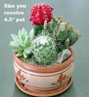 Deco Bowl Cactus Garden   Great Gift   Easy to grow  Cactus Plants  Patio, Lawn & Garden