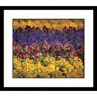 Great American Picture Dancing Flowers Framed Photograph