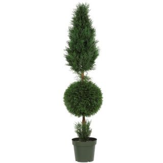 60 Cypress Ball and Silk Cone Tree in Green