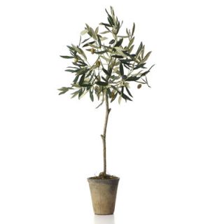 Sage & Co. Potted Olive Tree
