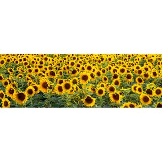 iCanvasArt Sunflowers (Helianthus annuus) in a Field,