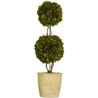 Preserved Boxwoods Double Sphere Topiary in Pot