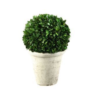 Preserved Boxwood Ball in Stone Planter