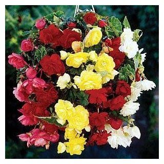 8 Bulb Hybrid Hanging Begonia Collection   SALE*  Begonia Plants  Patio, Lawn & Garden